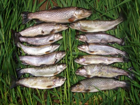 1994 Ford Bronco - A catch of trout displayed on grass, with a Supermotors watermark visible.