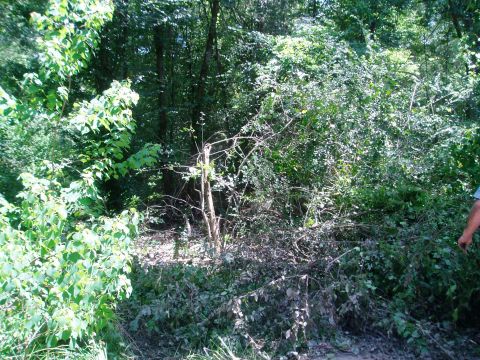 1990 Ford Bronco - A dense, overgrown wooded area with branches and foliage obscuring the view.