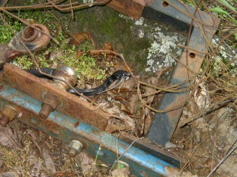 1995 Ford Bronco - A black snake is seen resting on old, rusty metal components amidst dry leaves and greenery.