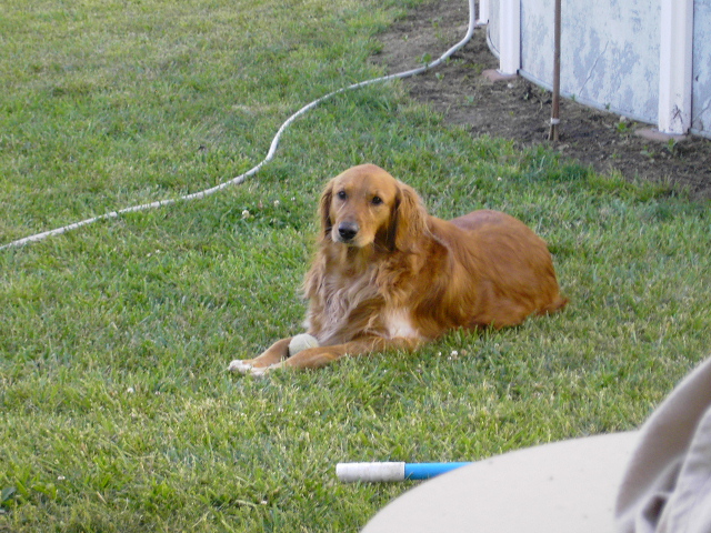Golden retriever lying in green grass beside a hose near an above-ground pool wall