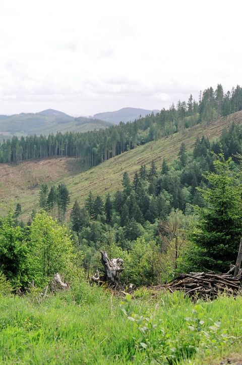 1977 Ford F-150 - Photo to show the steepness of the bank that the quad is located over 200 feet down in thick brush.