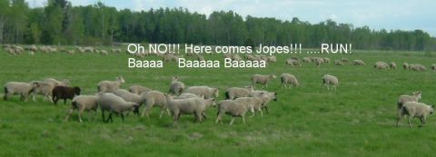 1989 Ford Bronco - A flock of sheep scatters across a green field, with a humorous text overlay warning of 'Jopes' and encouraging them to 'RUN!'