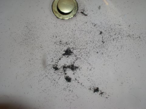 1990 Ford Bronco - A sink drain is visible, surrounded by numerous hair clippings, indicating recent grooming.
