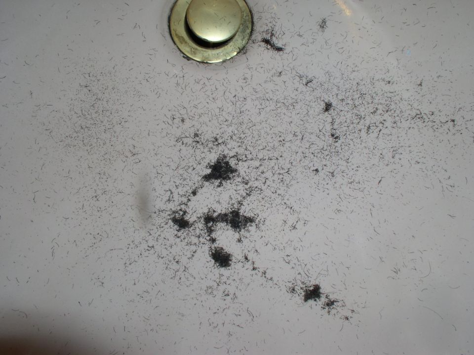 Sink drain covered in hair clippings