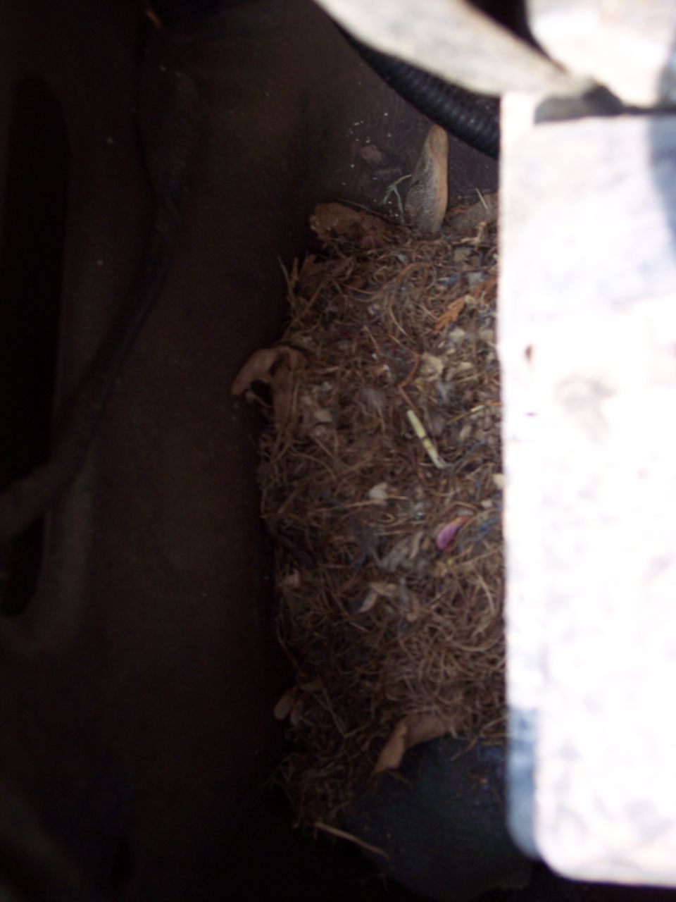 Rodent nest of dried grass and debris packed inside a vehicle cavity near a wiring loom