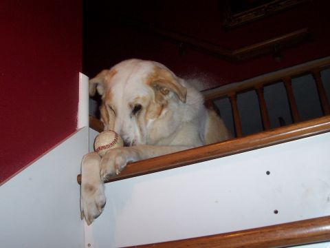1994 Ford F-150 - Dog with a baseball on the stairs.