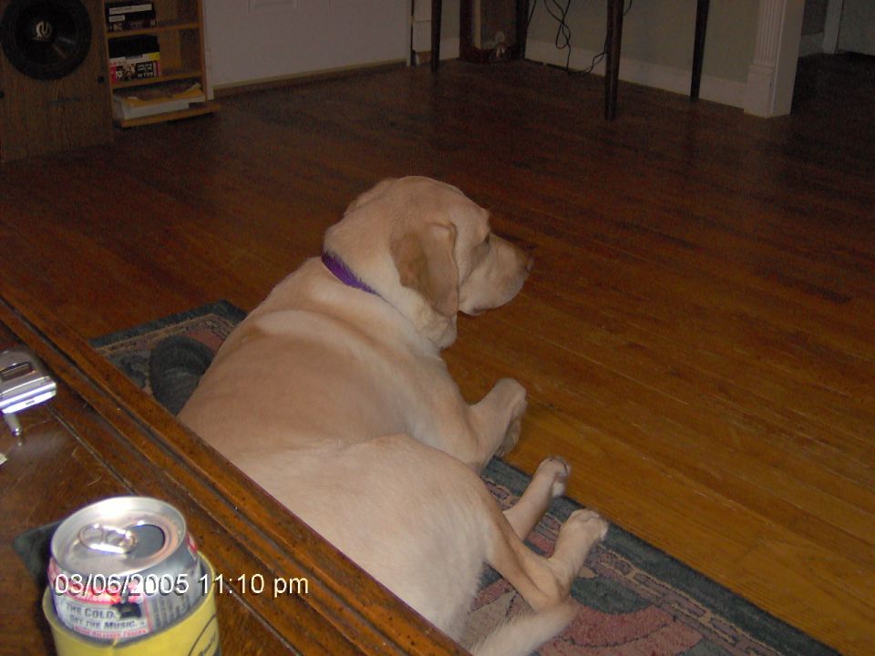 yellow lab lying on a rug indoors, with a can on a table in the foreground