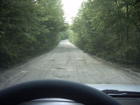 2000 Isuzu Rodeo - Driving down a rough, unpaved road through a dense forest with trees lining both sides.