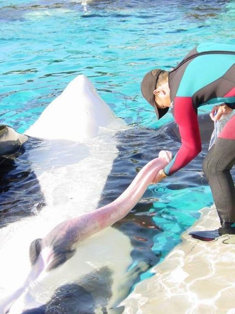 1991 Ford Bronco - A person in a wetsuit feeds a beluga whale in a pool. The website SUPERMOTORS.NET is visible in the corner.