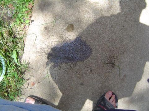 1979 Ford Bronco - A shadow of a person falls across a concrete surface with a dark puddle and grass nearby.