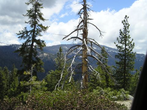 1989 Ford Bronco - Mountain landscape with pine trees and a dead tree in the foreground, with a Supermotors.net logo.