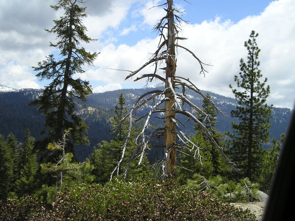 Mountain landscape with pine trees and a dead tree in the foreground. Supermotors.net logo in lower right