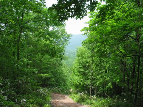 1995 Ford Bronco - Rutted dirt two-track trail cresting a hill and dropping away through dense green hardwood forest, with a hazy blue ridgeline visible throu…