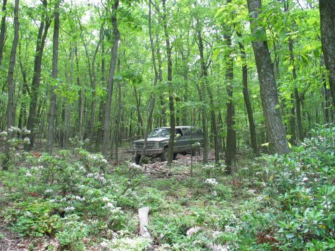 1995 Ford Bronco - A dark green square-body 4x4 pickup sits deep in a bright spring hardwood forest, framed by slender trunks and flowering mountain laurel, w…