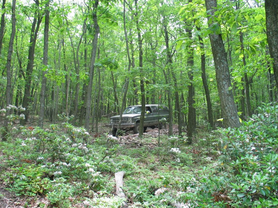 Dark green square-body 4x4 pickup parked among trees and flowering brush