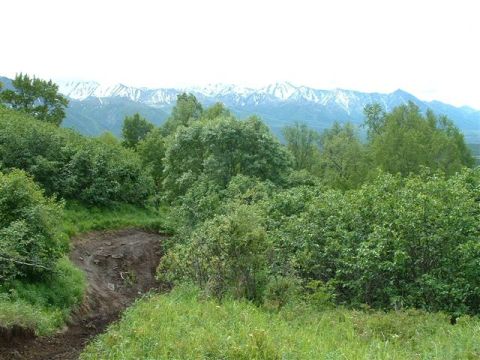 2000 Jeep Wrangler - A scenic view of mountains and lush greenery with a rough dirt trail in the foreground.