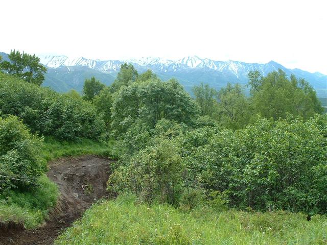 Dirt path winds through trees toward snow-capped mountains