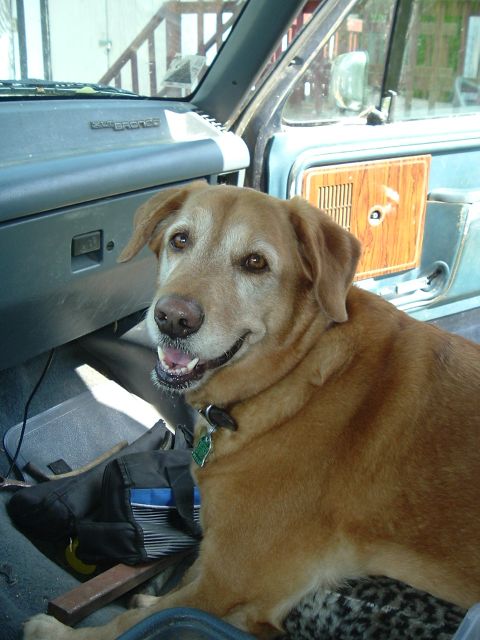 1989 Ford Bronco - Hunny, helping me out the best she can...lol