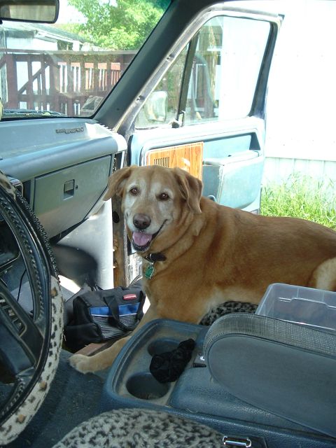 1989 Ford Bronco - A happy dog enjoys a moment of rest inside the cab of a truck.