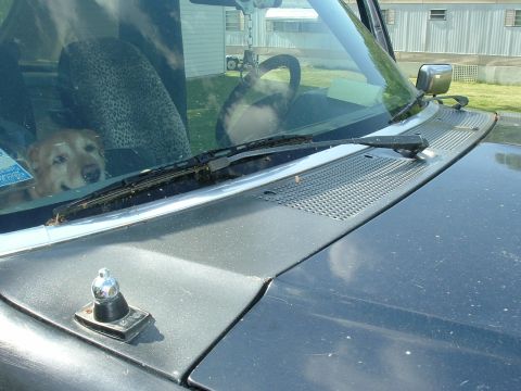 1989 Ford Bronco - A dog sits in the passenger seat of a vehicle, looking out the windshield.