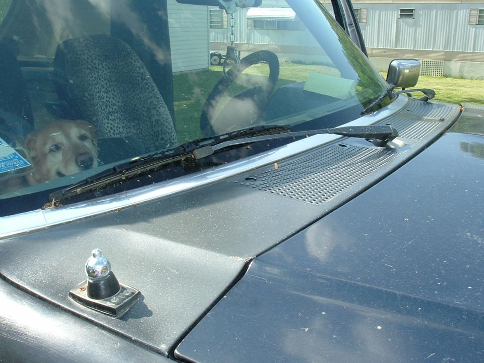 Dog looking out car window, steering wheel and dashboard visible