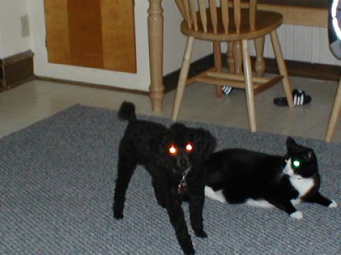 1979 Ford Bronco - A black poodle and a black and white cat are on a rug, with their eyes glowing in the dark.