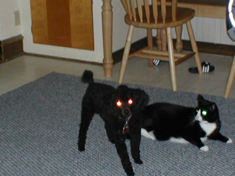 Black poodle with glowing red eyes stands next to a black and white cat with glowing green eyes on a rug. Wooden furniture is in the background