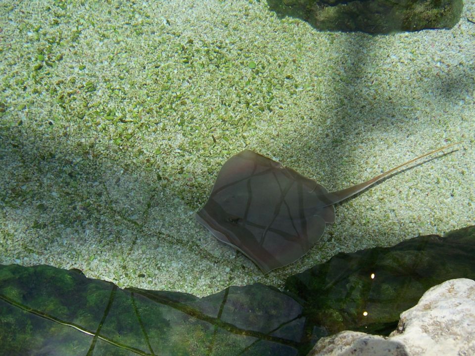 Stingray swimming in shallow water over a sandy bottom with rocks