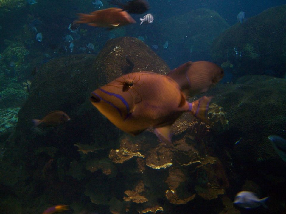Fish with blue stripes on its face swims in an aquarium
