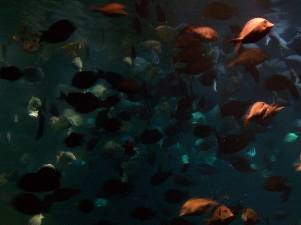 School of fish swimming in dark water, Supermotors logo visible