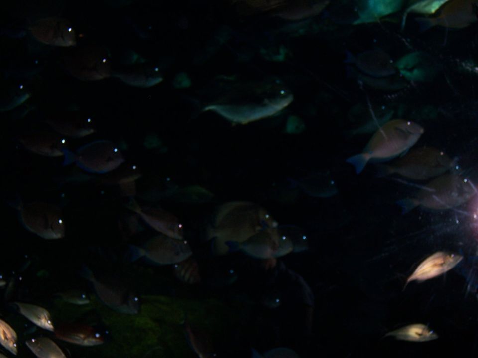 School of fish swimming in dark water, with bright eyes visible