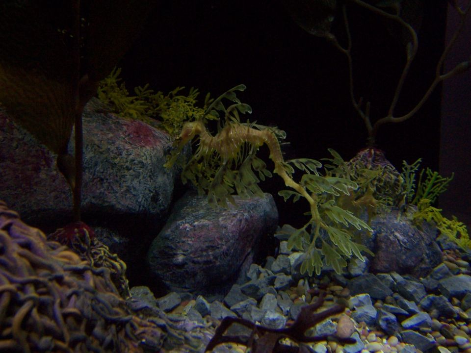 Leafy sea dragon among rocks and seaweed in an aquarium