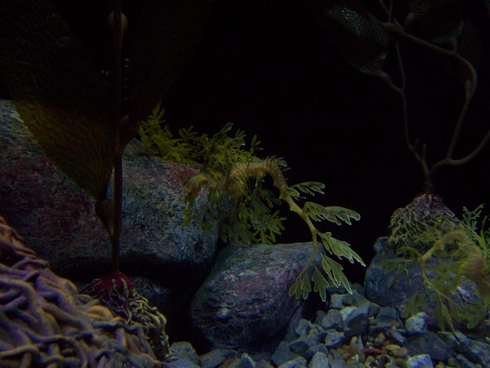 Leafy sea dragon among rocks and seaweed in an aquarium. SuperMotors.net logo visible