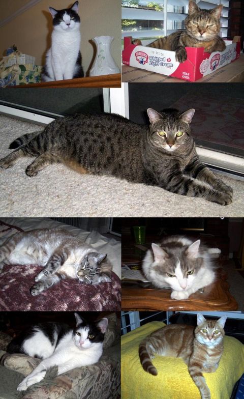 2002 Ford Mustang - A collage of six cats, each in a different pose and location, with one cat sitting in a cardboard box.