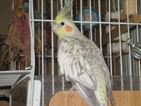 1990 Ford Bronco - grey and yellow cockatiel with orange cheek patches perches on a wooden ledge in front of a white birdcage and toys.