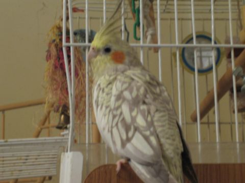 1990 Ford Bronco - pale pearl cockatiel with orange cheek patches perches at the edge of a white wire birdcage near colorful toys.