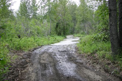 2003 Jeep TJ - A muddy forest road disappears into a puddle-filled path surrounded by dense green foliage.