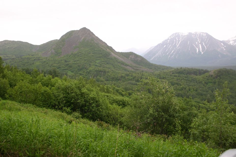 Mountain landscape with green trees and grass in the foreground, snow-capped mountains in the background