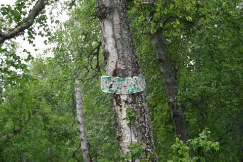 2003 Jeep TJ - A sign is attached to a birch tree in a wooded area with green foliage.