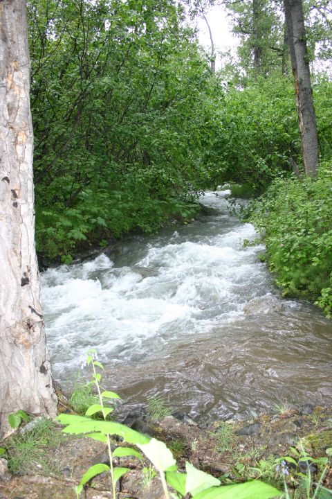 2003 Jeep TJ - A forest scene with a fast-flowing stream surrounded by lush green vegetation.