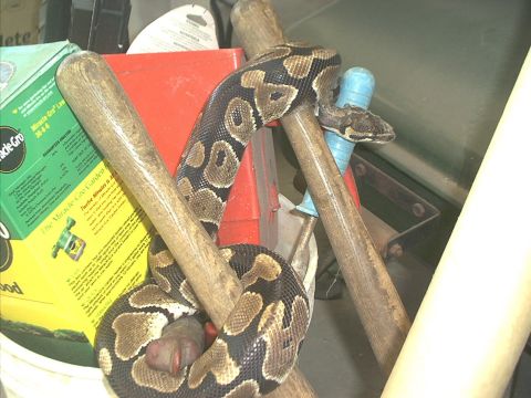 1990 Ford Bronco - why its MONTHY the PYTHON!
