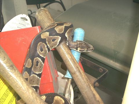 1990 Ford Bronco - A python snake is coiled around a wooden pole, with a red container and other items in the background.