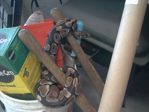 1990 Ford Bronco - A snake is coiled around wooden sticks, surrounded by gardening supplies and a cardboard tube.