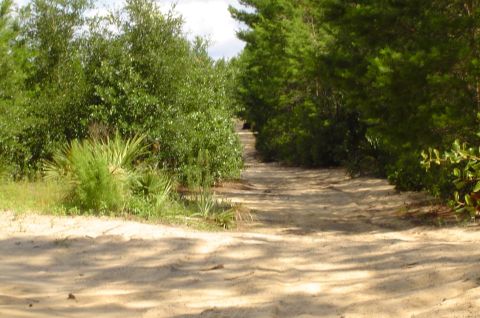 2003 Ford F-350 - A sandy dirt road winds through a wooded area with lush green foliage.