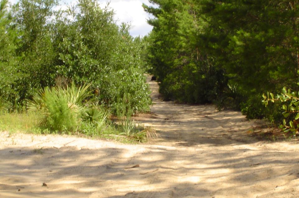 Dirt road between trees, with Supermotors logo in the lower right corner