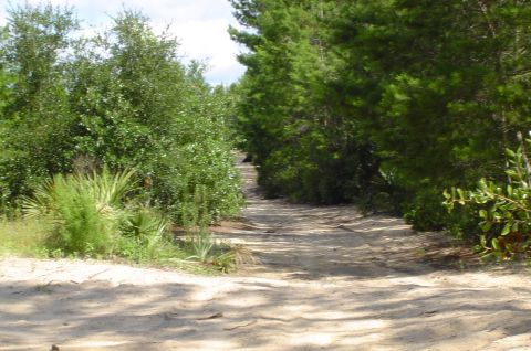 2003 Ford F-350 - A sandy dirt road winds through a dense forest with lush green foliage and tall trees under a bright sky.