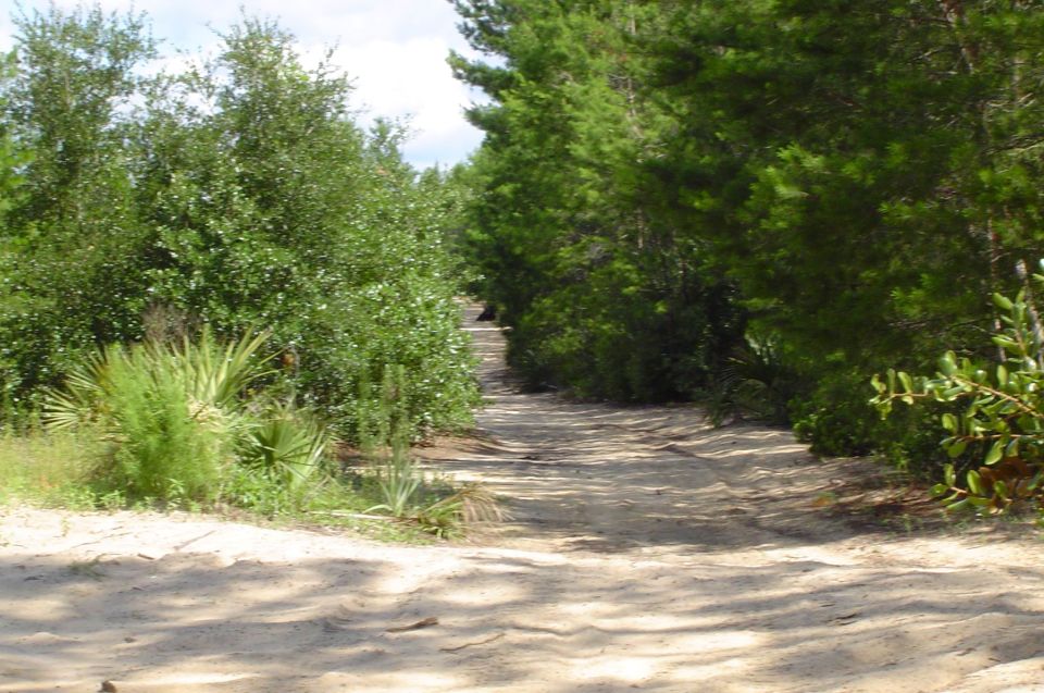 Dirt road going into woods with trees on both sides. Supermotors.net logo in corner