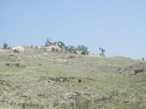 1992 Ford Taurus - A landscape photo shows sand dunes covered in grass and sparse trees on a clear day.