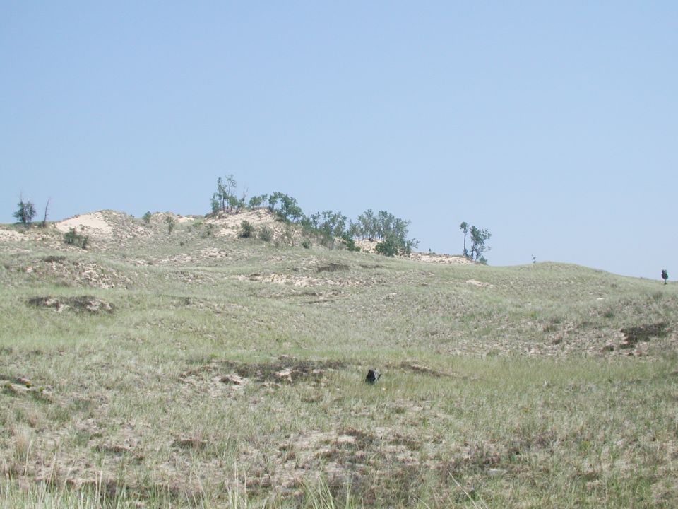 Grassy sand dunes under a clear blue sky, with a few trees on the crest