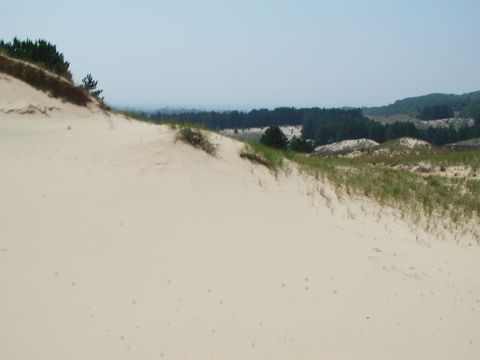 1992 Ford Taurus - A vast expanse of sand dunes stretches towards a distant treeline under a pale sky.
